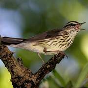 Northern Waterthrush