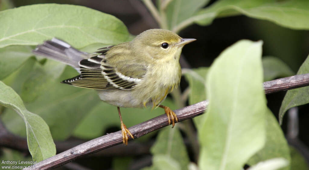 Blackpoll Warbler female adult post breeding, identification