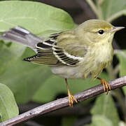 Blackpoll Warbler