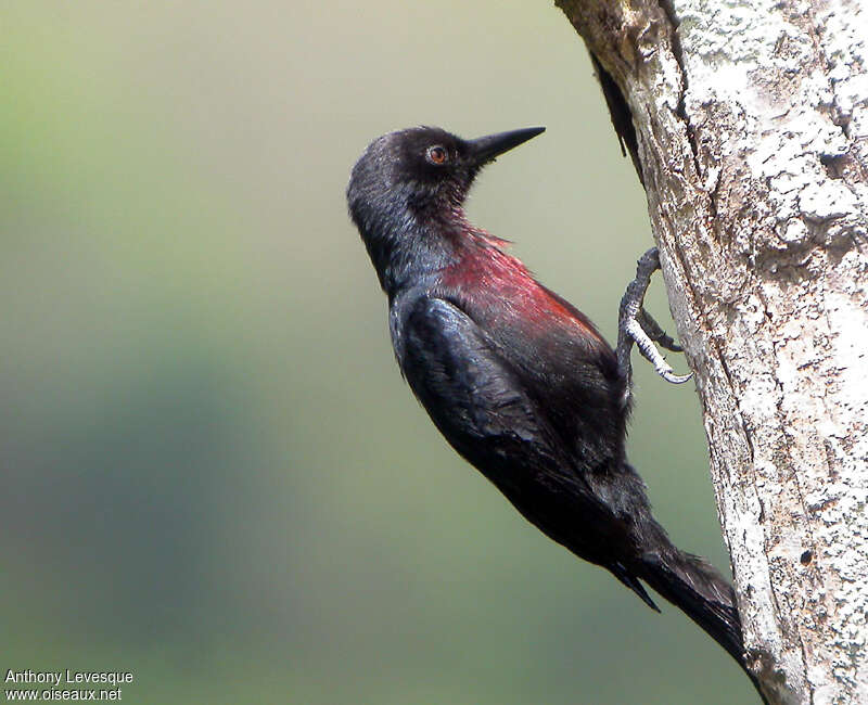 Guadeloupe Woodpeckeradult, identification