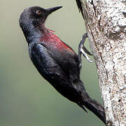 Guadeloupe Woodpecker