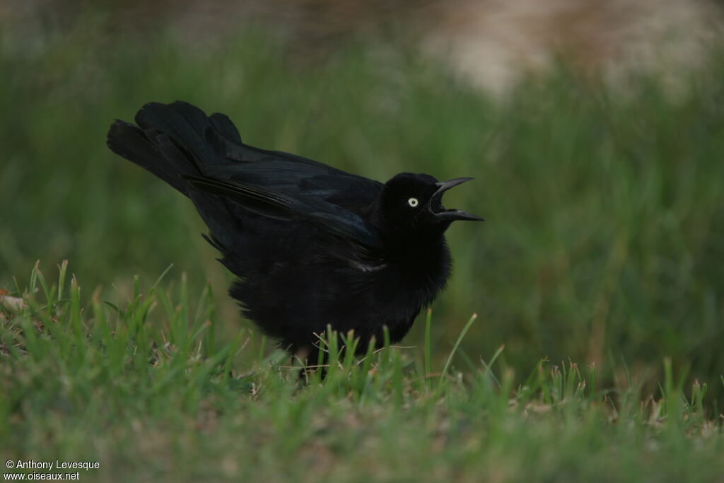 Carib Grackle male adult