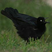 Carib Grackle