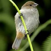 Lesser Antillean Bullfinch