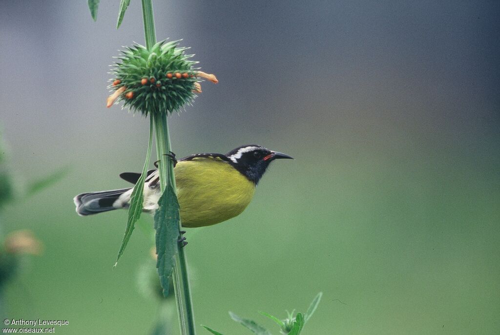 Bananaquitadult