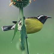 Bananaquit