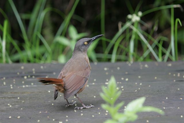 Brown Trembleradult