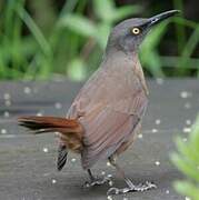 Brown Trembler