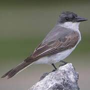 Grey Kingbird