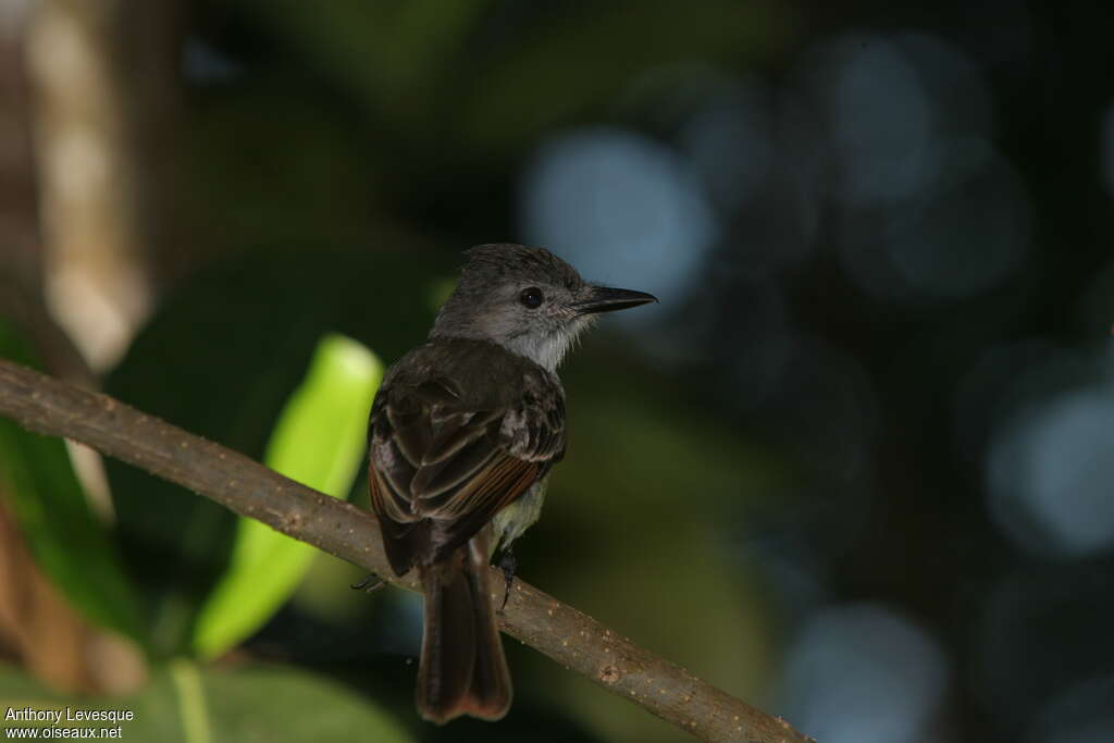 Lesser Antillean Flycatcheradult