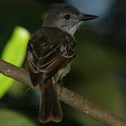 Lesser Antillean Flycatcher