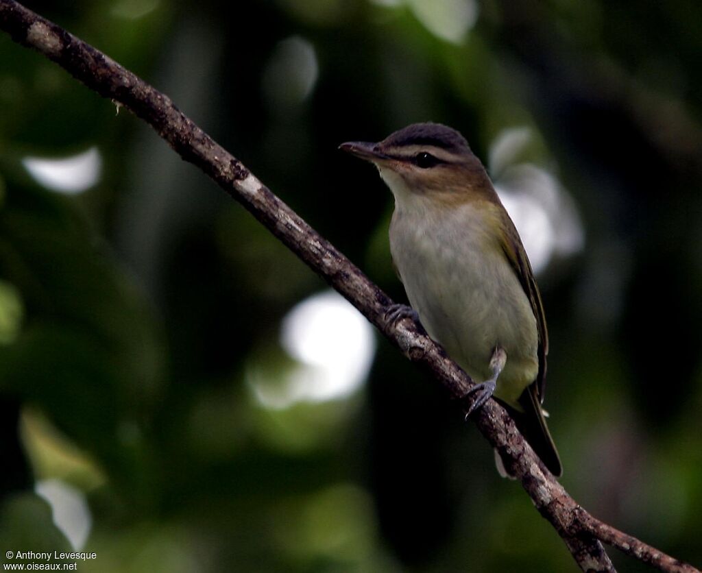 Red-eyed Vireo