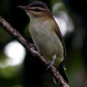 Red-eyed Vireo