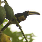 Pale-mandibled Aracari