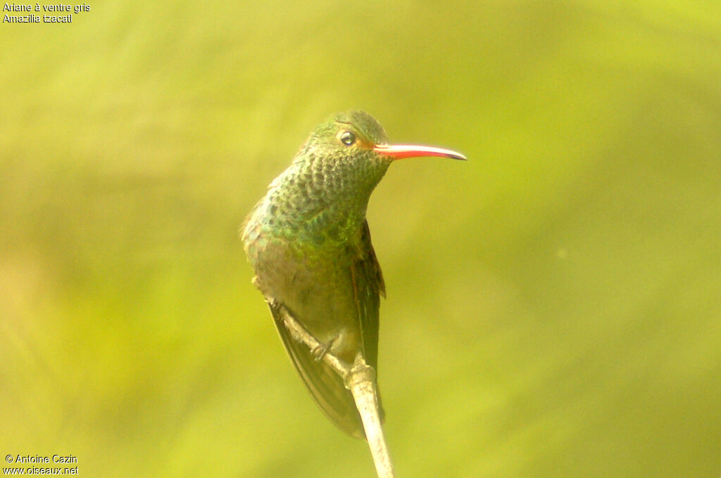 Rufous-tailed Hummingbird