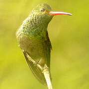 Rufous-tailed Hummingbird