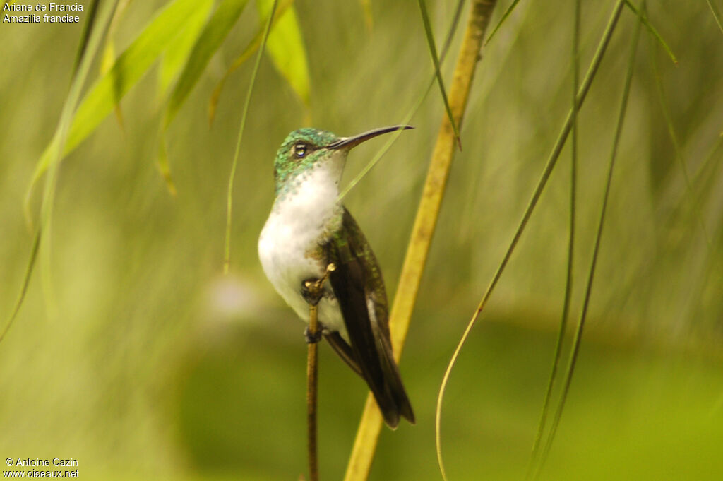 Andean Emerald