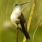 Andean Emerald