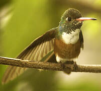 Amazilia Hummingbird