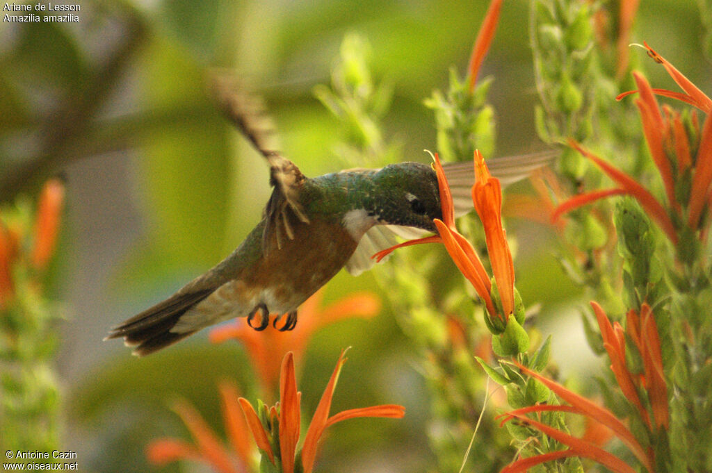 Amazilia Hummingbird