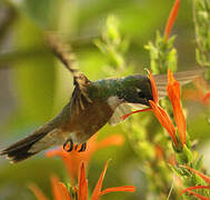 Amazilia Hummingbird