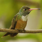 Amazilia Hummingbird