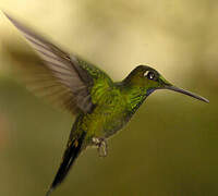 Green-crowned Brilliant