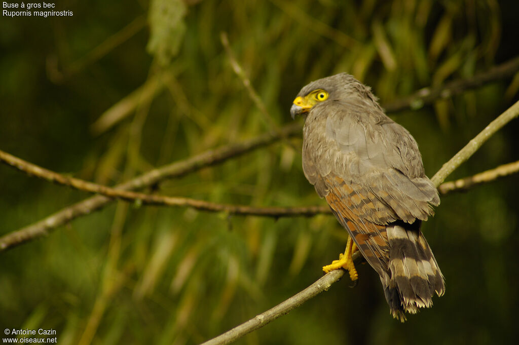 Roadside Hawk