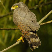 Roadside Hawk