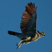 Roadside Hawk