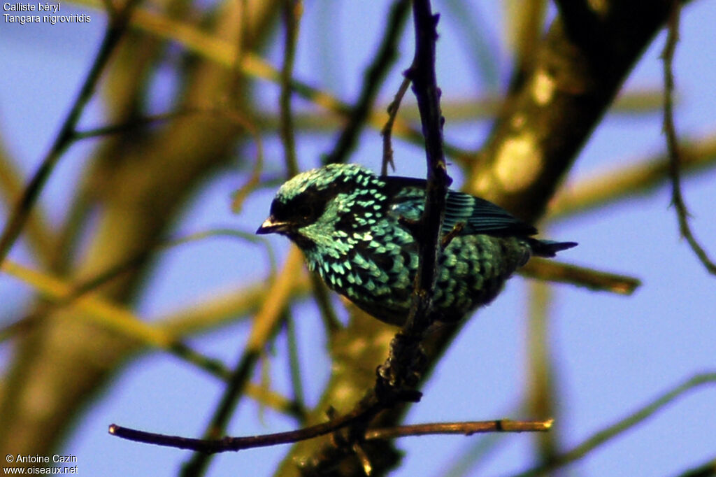 Beryl-spangled Tanager