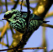 Beryl-spangled Tanager