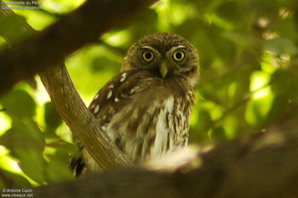 Pacific Pygmy Owl