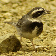 Collared Warbling Finch