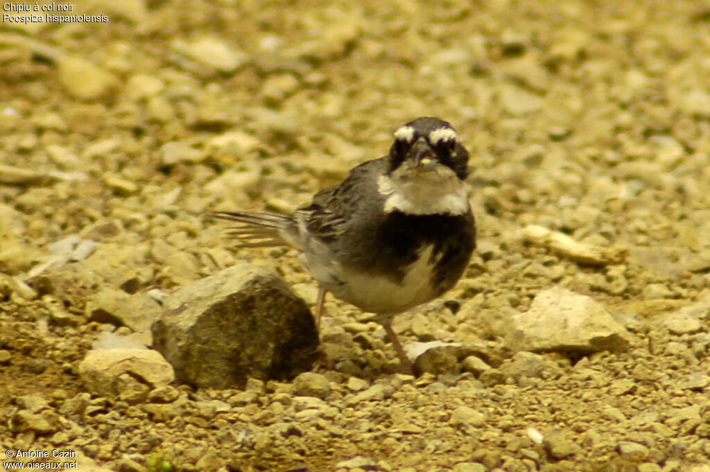 Collared Warbling Finch