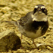 Collared Warbling Finch