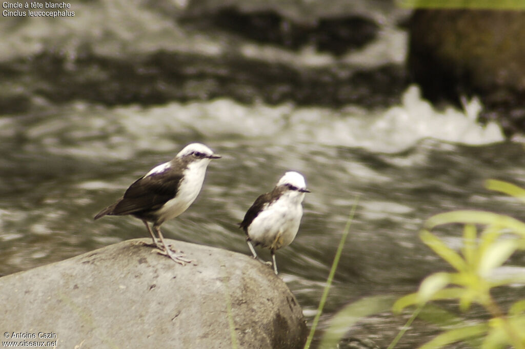 White-capped Dipper