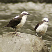 White-capped Dipper