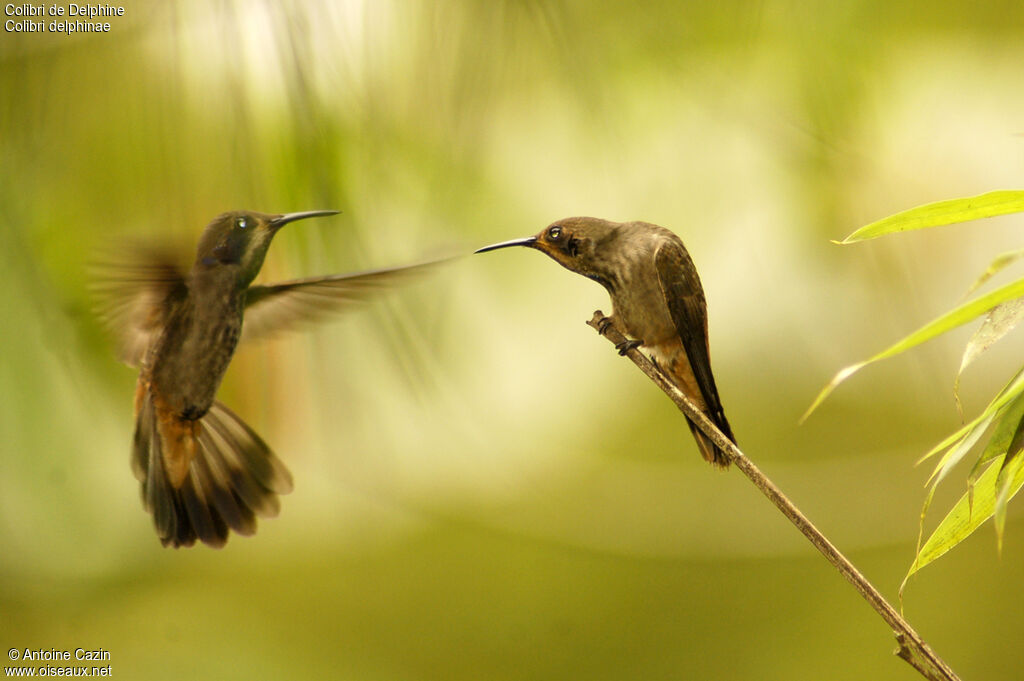 Brown Violetear