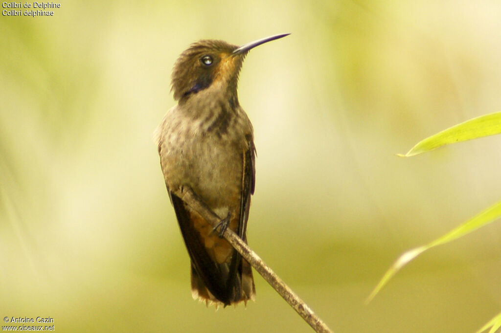 Colibri de Delphine