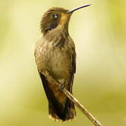 Brown Violetear