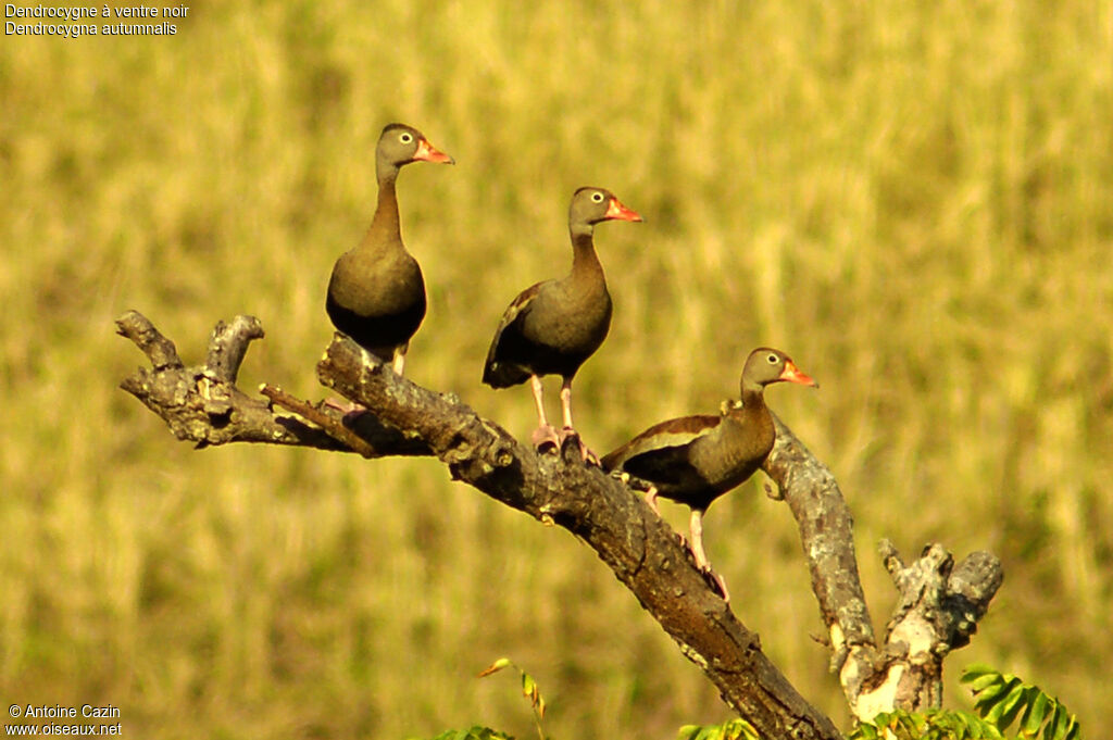 Dendrocygne à ventre noir