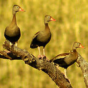 Black-bellied Whistling Duck