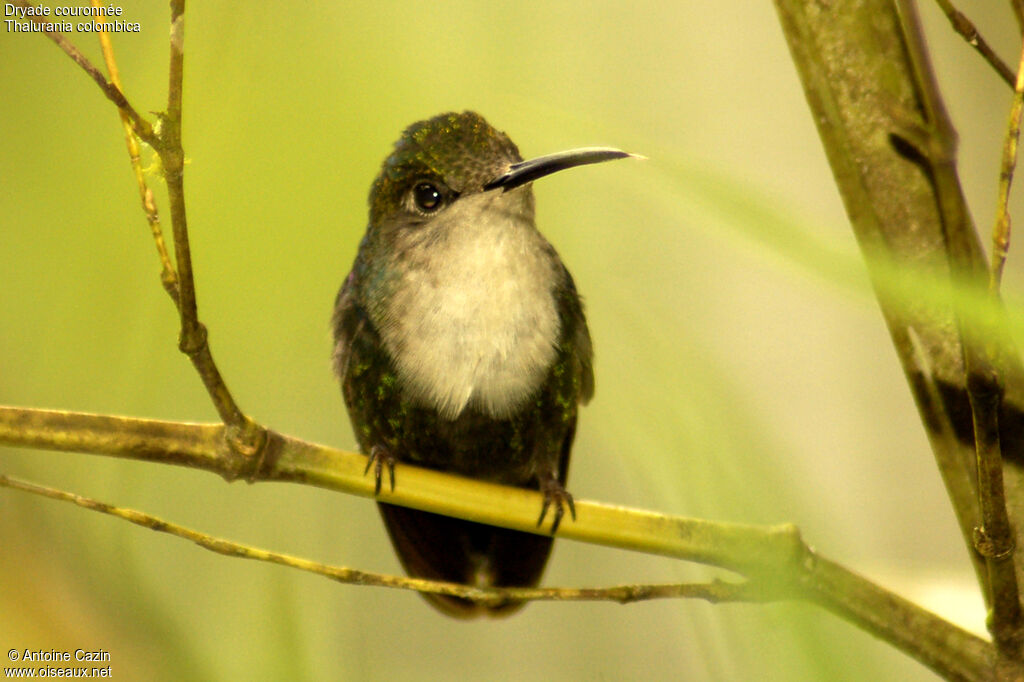 Crowned Woodnymph female