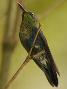 Crowned Woodnymph