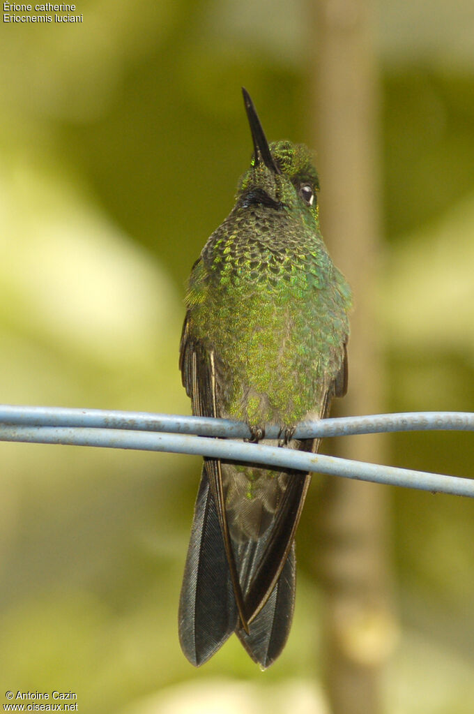 Sapphire-vented Puffleg