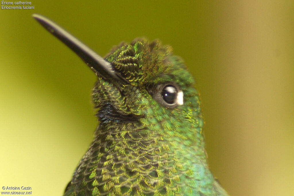 Sapphire-vented Puffleg