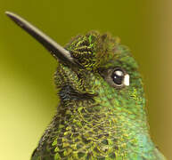 Sapphire-vented Puffleg