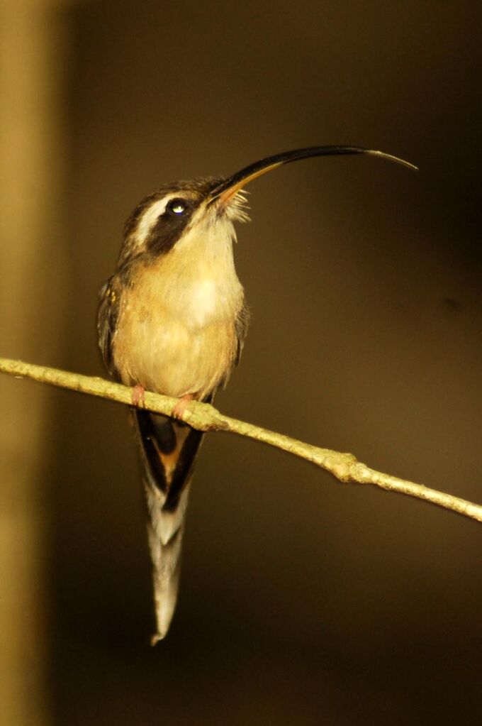 Long-tailed Hermit