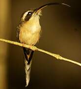 Long-tailed Hermit